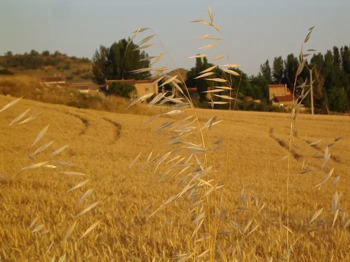 Trigo