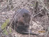 Castor europeo