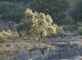 Encina, carrasca