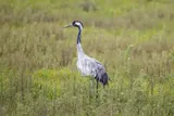 Grulla común