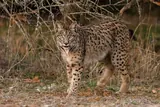 Lince ibérico