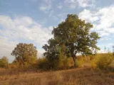 Roble pubescente