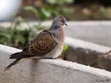 Tórtola europea